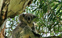 Flynns Beach Caravan Park - Accommodation QLD 2