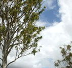 Glen Villa Resort and Tourist Park Casino - Accommodation QLD