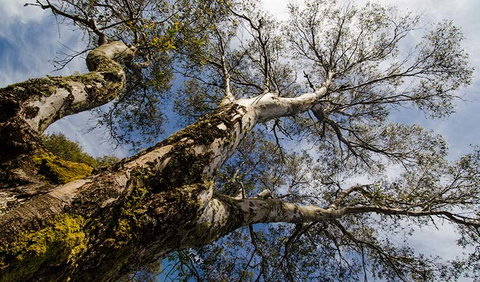 Little Murray Campground - Accommodation QLD 2