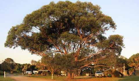 The Ruins Campground And Picnic Area - Accommodation QLD 1