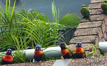 Aquajet Motel - Coffs Harbour - Accommodation QLD 4