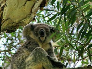 Flynns Beach Caravan Park - Accommodation QLD 4