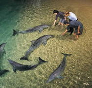 Tangalooma Wild Dolphin Resort - Accommodation QLD