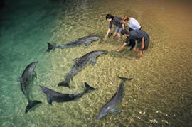 Tangalooma Wild Dolphin Resort - Accommodation QLD 0