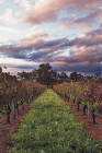 Lamonts Winery Restaurant  Gallery - Accommodation QLD