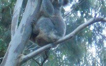 Barrington Tops Organic Retreat - Accommodation QLD 7