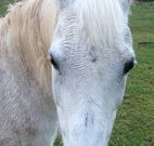 Eaglewood B and B and Farmstay - Accommodation QLD