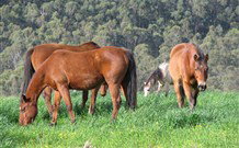 Mansfield Cottage Barrington Tops Accommodation - Accommodation QLD 1