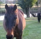 Reynella Kosciusko Rides Accommodation - Accommodation QLD