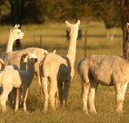 Waterfall Way Farmstay - Accommodation QLD