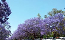 Andavine House Bed And Breakfast - Accommodation QLD 5