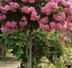 Eden Bed and Breakfast - Accommodation QLD