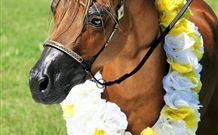 Hunter Valley Macadamia Lodge - Accommodation QLD 3