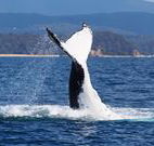 Snug Cove Bed and Breakfast - Accommodation QLD