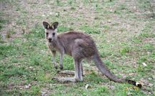 Calurla Chalets And Cottages - Accommodation QLD 1