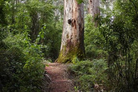 Pemberton YHA - Accommodation QLD 2