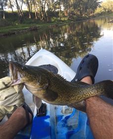 Dumaresq Homestead - Accommodation QLD 1