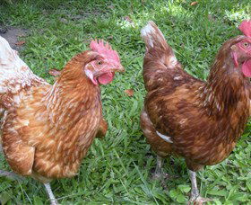 Imbil Bridge Farm - Accommodation QLD 1