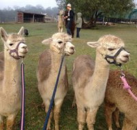 Bunyip Springs Farmstay - Accommodation QLD