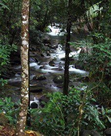 Daintree Secrets Waterfall Sanctuary - Accommodation QLD 1