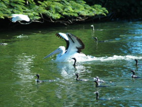 Alexander Lakeside Bed And Breakfast - Accommodation QLD 1