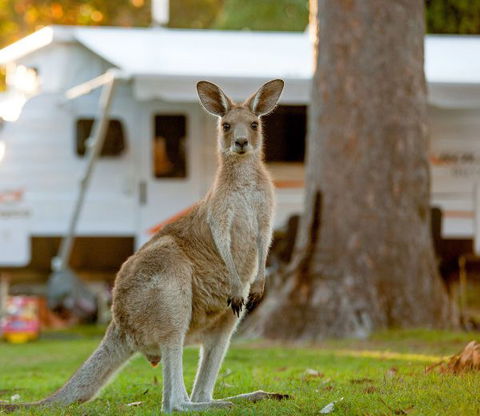 BIG4 Sunshine South West Rocks Holiday Park - Accommodation QLD 5