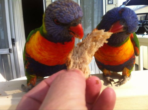 Eden Beachfront Holiday Park - Accommodation QLD 7