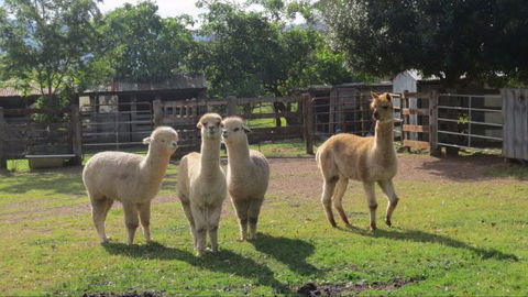 Wedge-tail Loft - Accommodation QLD 2