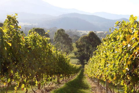 Pizzini's Vineyard Guesthouse - Accommodation QLD 6