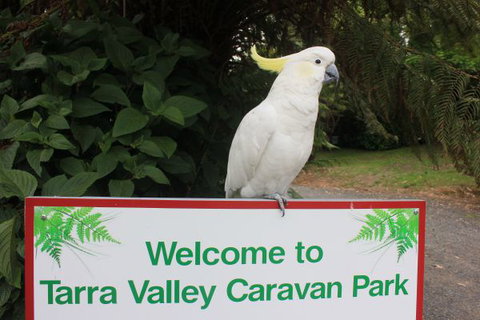 Tarra Valley Caravan Park - Accommodation QLD 3