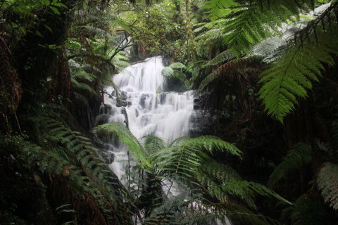 Tarra Valley Caravan Park - Accommodation QLD 4