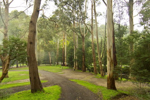 Tarra Valley Caravan Park - Accommodation QLD 6