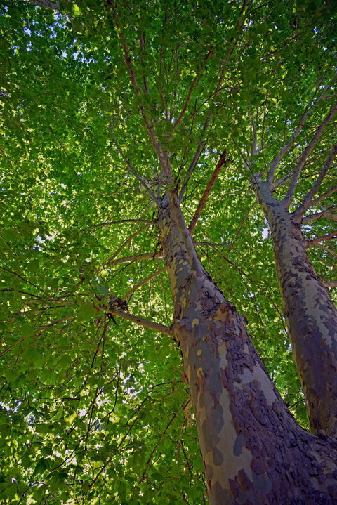 Ardern's Caravan Park, Myrtleford - Accommodation QLD 2