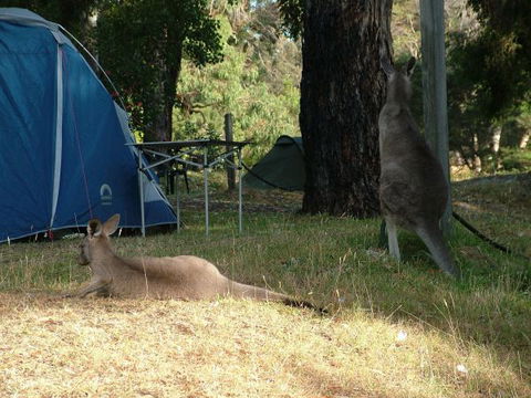 Grampians Paradise Camping And Caravan Parkland - Accommodation QLD 8