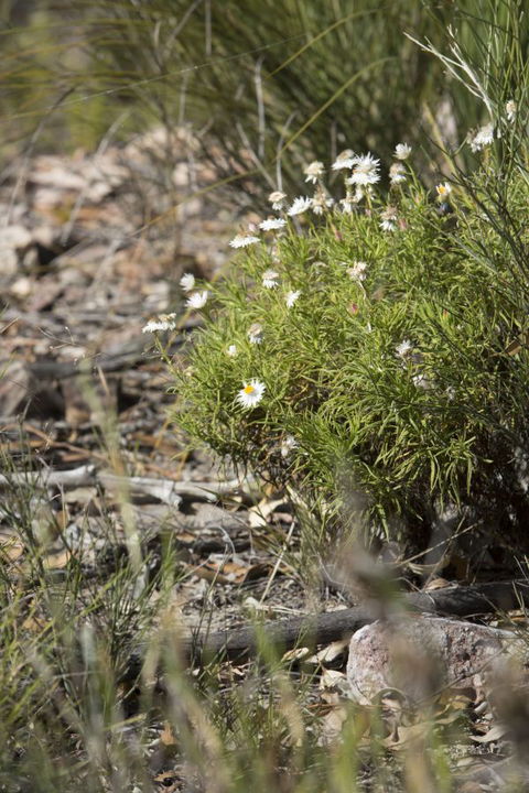 Kroombit Tops National Park Camping Ground - Accommodation QLD 1