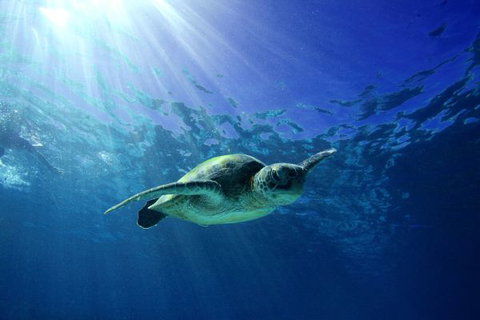 Mackerel Islands - Accommodation QLD 6