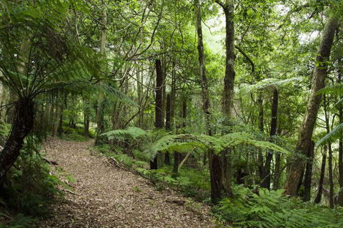 The Jungle Lodge, Blue Mountains Botanic Gardens - Accommodation QLD 7