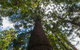 Bunya Mountains Accommodation Centre - thumb 4