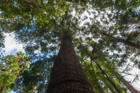 Bunya Mountains Accommodation Centre - Accommodation QLD 4