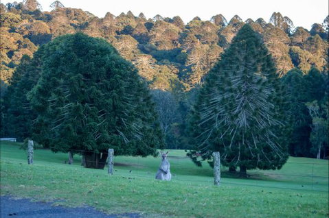 Bunya Mountains Accommodation Centre - Accommodation QLD 8