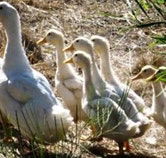 Duck Duck Goose Bed and Breakfast - Accommodation QLD