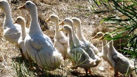 Duck Duck Goose Bed And Breakfast - Accommodation QLD 0