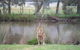 Grampians Chalets - thumb 4