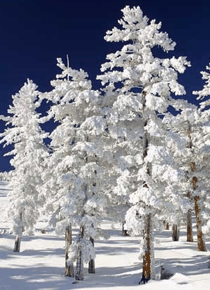 Mt Buller Apartment Management Services - Accommodation QLD
