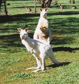 Bordertown Motel - Accommodation QLD 1