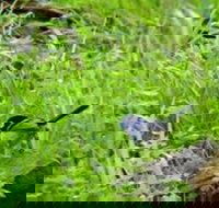 Morialta Bed And Breakfast - Accommodation QLD