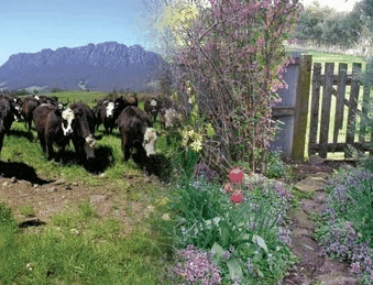 Carinya Farm Holiday Retreat - Accommodation QLD 3