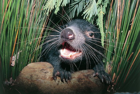 Woodbridge On The Derwent - Accommodation QLD 2