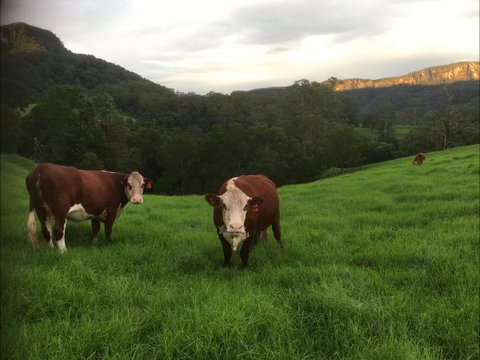 Amaroo Valley Springs - Accommodation QLD 2