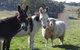 Avaleigh Elms Farmstay - thumb 0